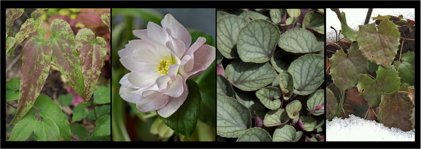 Perennials That Look Good in Winter Planters Place