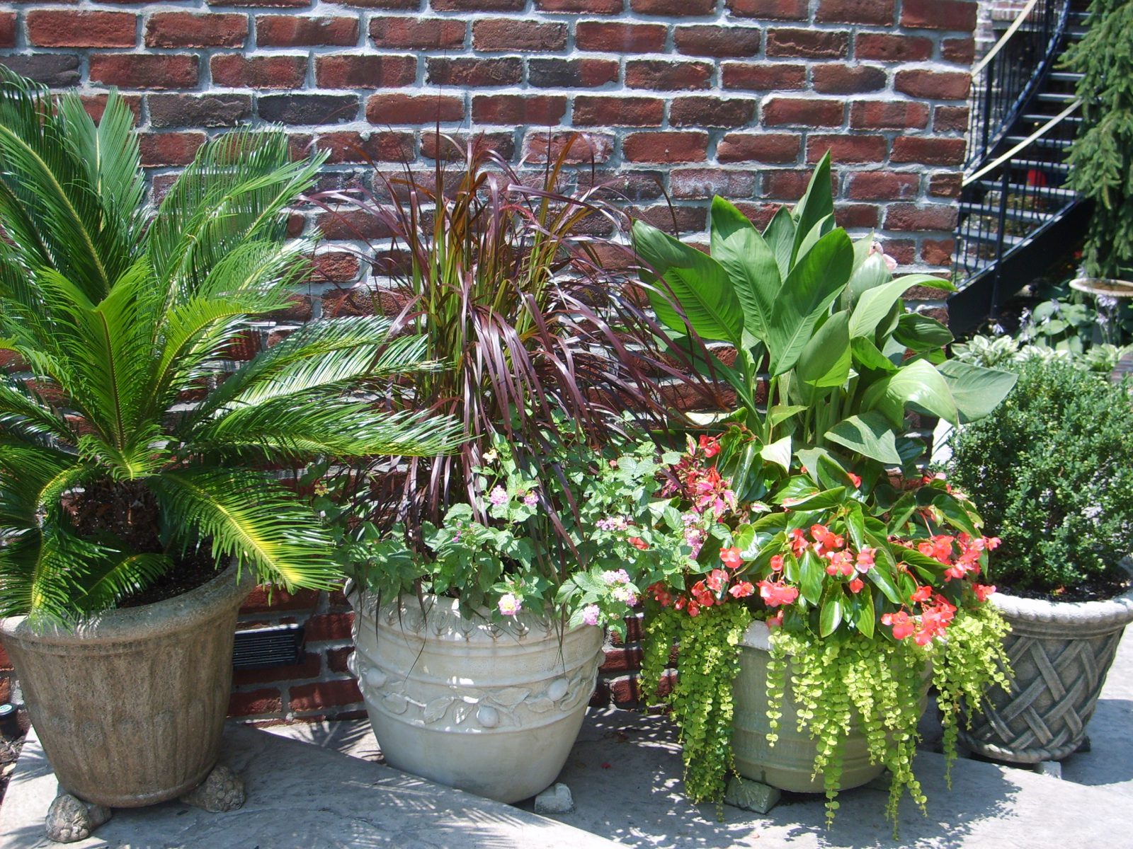 Cannas in Containers