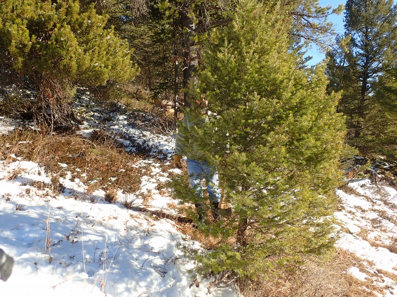 How to care for evergreens in the winter