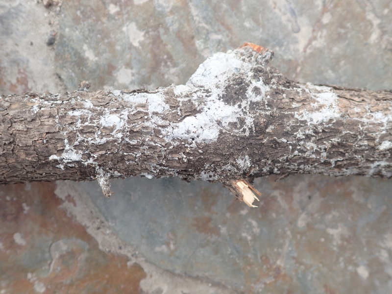 Cytospora canker in spruce trees