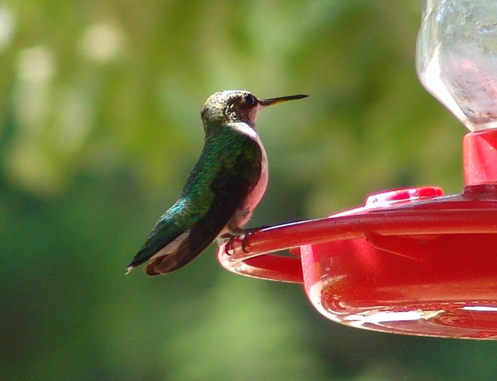 Taking Care of Your Hummingbird Feeders