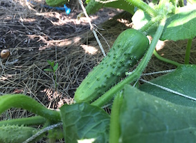 Pick A Bushel cucumber