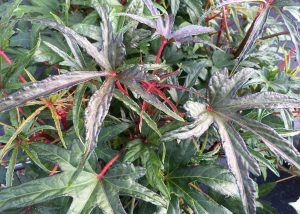 South Sea Salad Tree Abelmoschus Chief Kubos Prize
