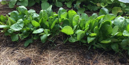 Spinach seedlings 50 Foods list
