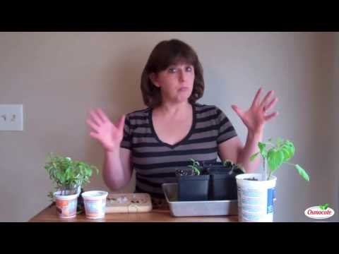 How to Graft Heirloom Tomatoes with Hybrid Rootstocks