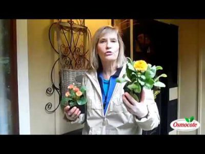 Outdoor Container Plants for Early Spring Color