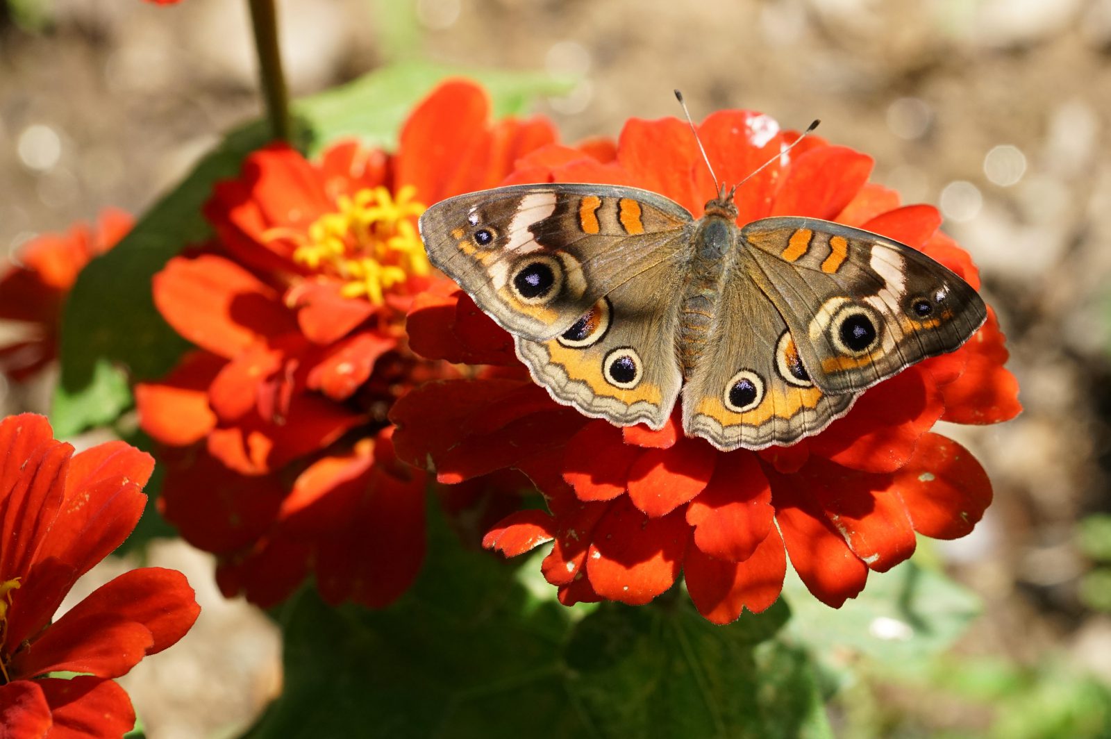 Container Plants for Hummingbirds and Butterflies