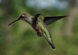 ruby-throated hummingbird