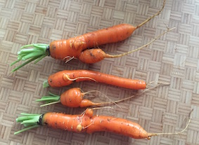 Root Knot Nematode carrot root diseases