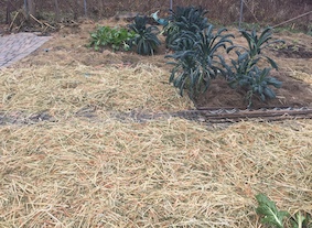 A thick layer of straw mulch covers the garden for winter.