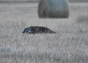 Backyard Badgers