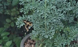 giant swallowtail laying eggs on rue
