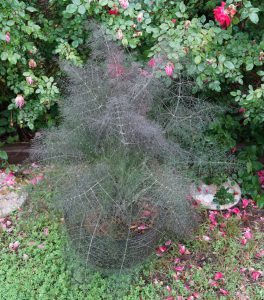 a bronze fennel in a pot