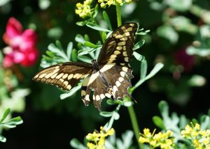 giant swallowtail on rue