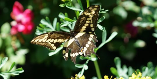 giant swallowtail on rue