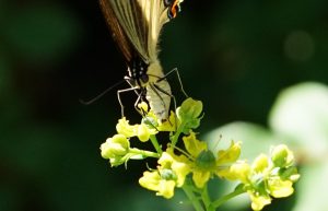Giant swallowtail female laying egg on rue