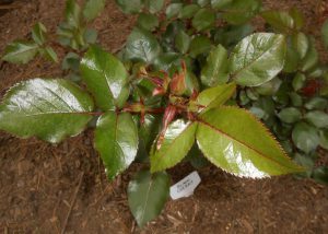 Rosebuds on Black Cherry Floribunda