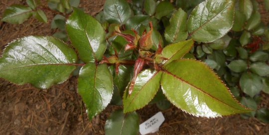 Rosebuds on Black Cherry Floribunda