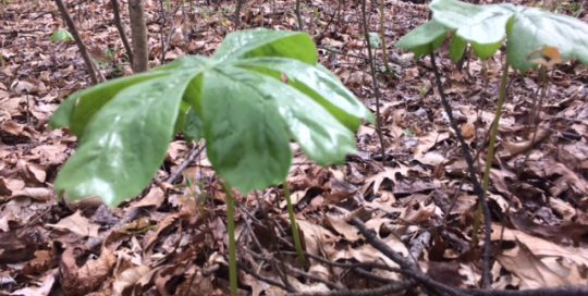 Mayapple plant growing outside