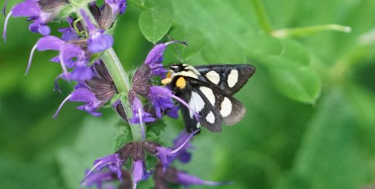 Eight-spotted forester moth