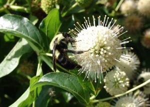 Soggy Spots in the Garden: How to Utilize Them