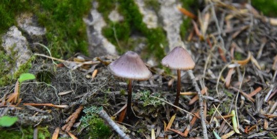 Fungi: The Types that may Exist in your Backyard