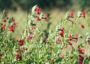Cuphea flowers