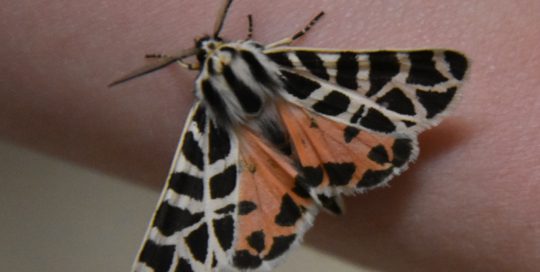 The ornate tiger moth is just one example of their subtle beauty.