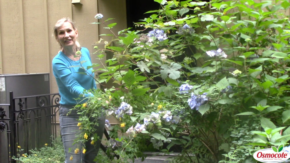 Expert Gardener Marianne Binetti explains what to do when hydrangea pruning is needed and how to tame those overgrown plants.