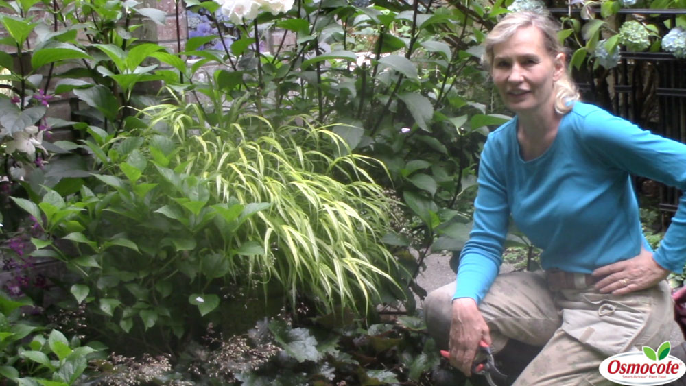 Expert Gardener Marianne Binetti explains how she knows when and where to prune her hydrangeas in order to keep them shaped just how she likes.